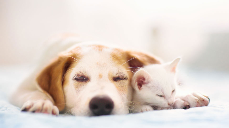 犬と猫
